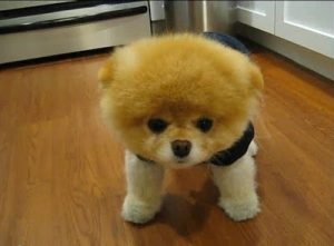 boo-dogg-catel