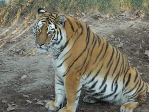 tigru-targoviste-gradina-zoologica-2