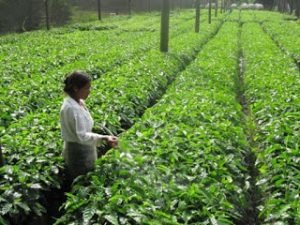 plantatie_de-cafea